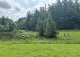 IMG_0239.JPEG