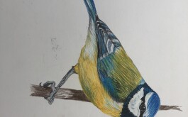 ixqw8olhrv_____ornit004