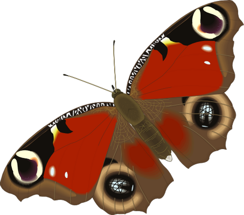 j5f8pth9rh_____babocka