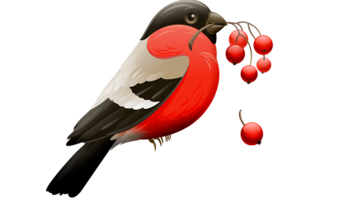 e4n5c0d3rl_____red-robin-3743702_640 e4n5c0d3rl_____red-robin-3743702_640